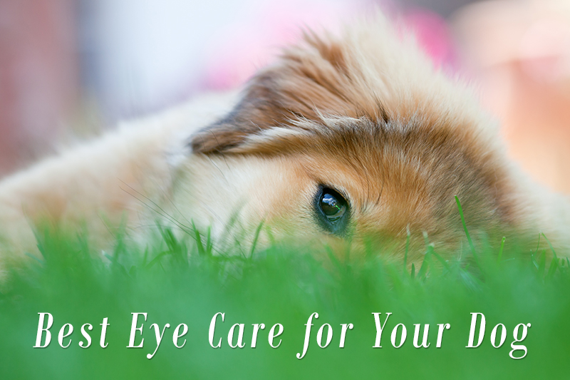 Plan the Best Eye Care for Your Dog PetCareSupplies Blog