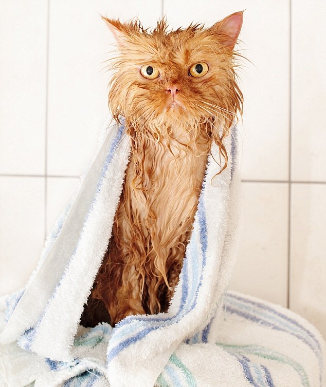 Keeping Cat Dry PetCareSupplies Blog