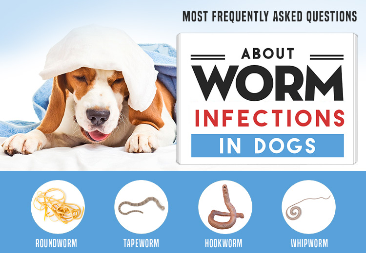 Worm Infections in Dogs