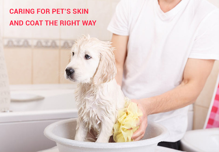 Skin and Coat care for pets