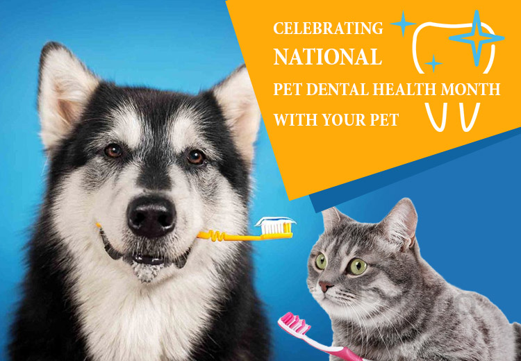 National Pet Dental Health Month 