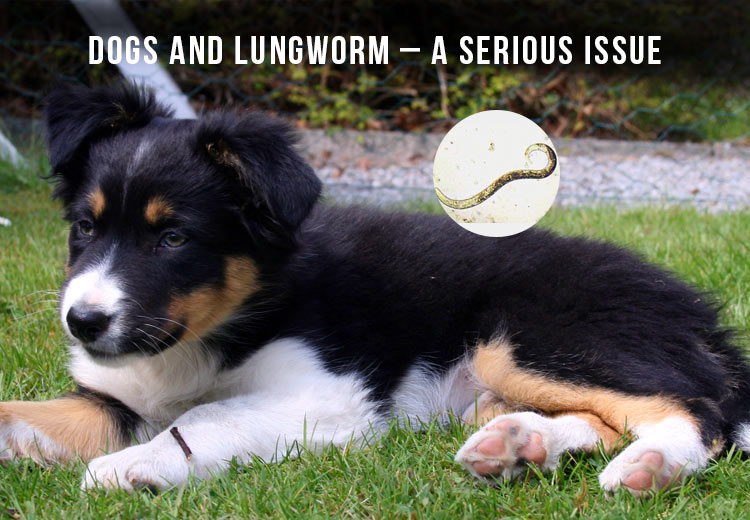 lungworms in dogs