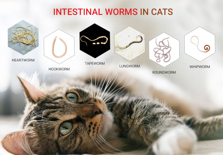intestinal worms