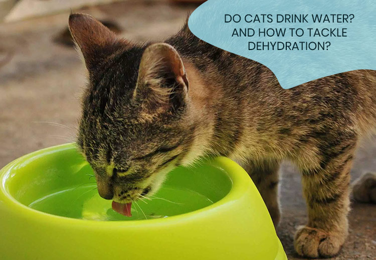 DEHYDRATION In Cats