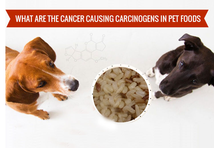 Cancer Causing food for pet