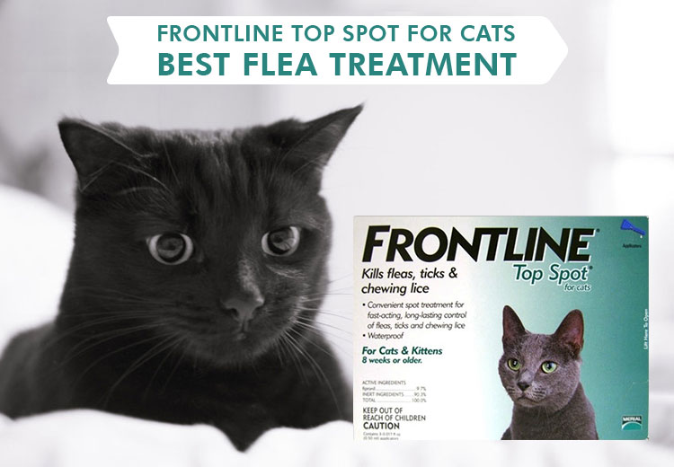 frontline top spot for cats