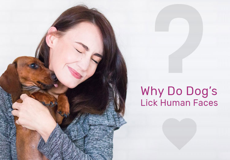 why do dogs want to lick your face reddit