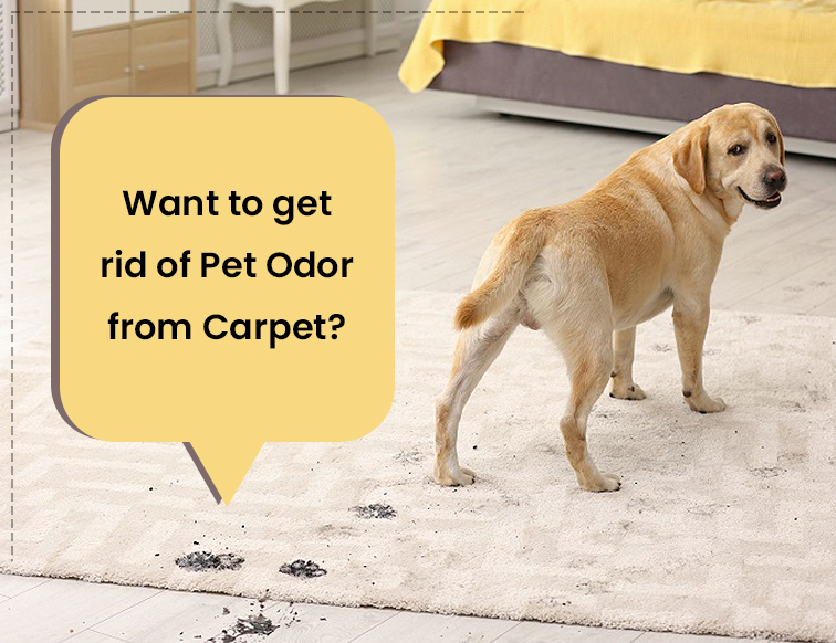 Want to Get Rid of Pet Odor from Carpet?