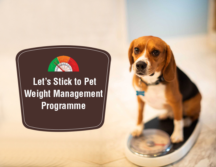 Let’s Stick To Pet Weight Management Programme