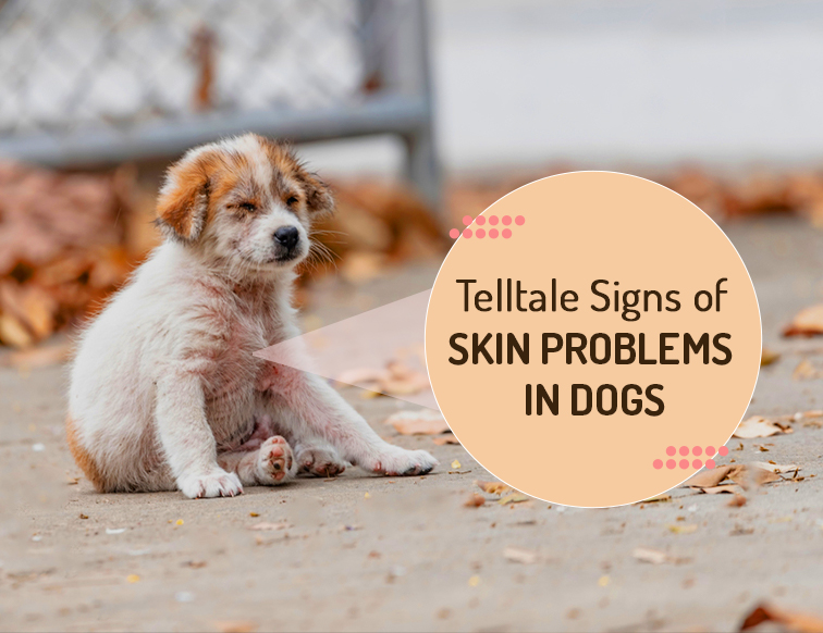 Telltale Signs Of Skin Problems In Dogs