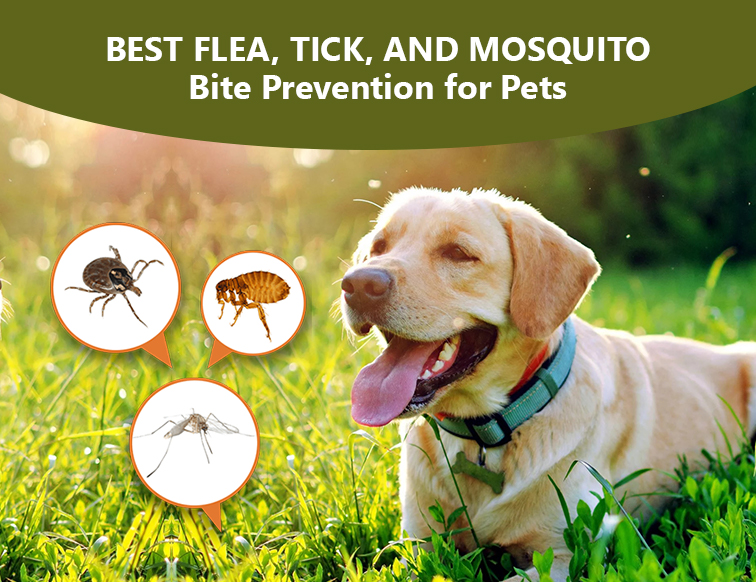 Best Flea, Tick, And Mosquito Bite Prevention For Pets