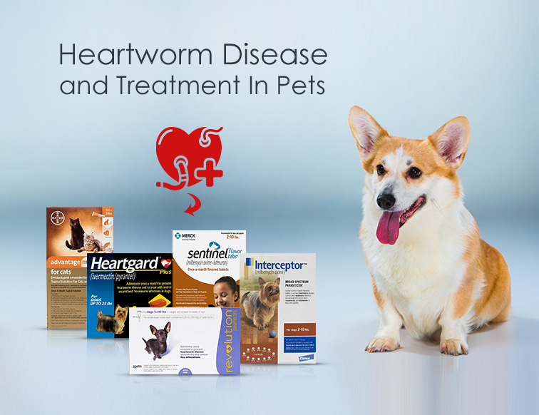 Everything You Need To Know About Heartworm Disease In Pets