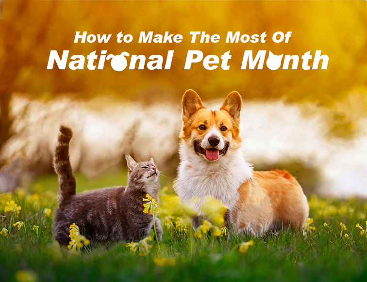 How To Make The Most Of National Pet Month