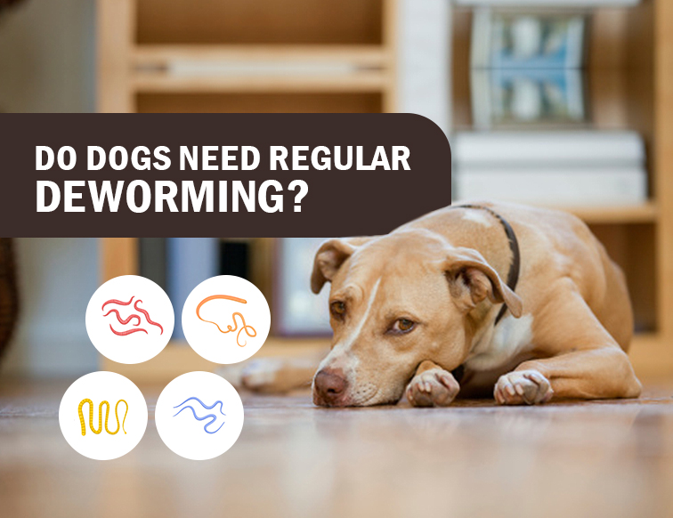 Do Dogs Need Regular Deworming?