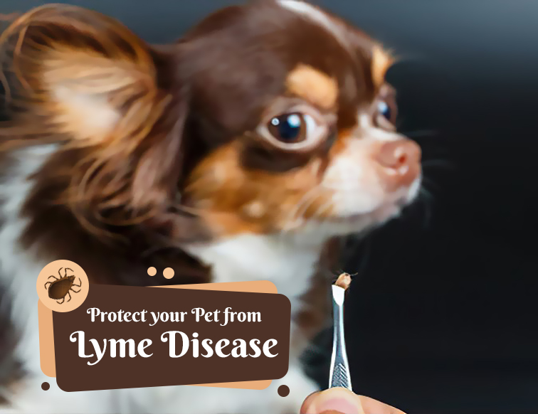 Protect Your Pet From Lyme Disease