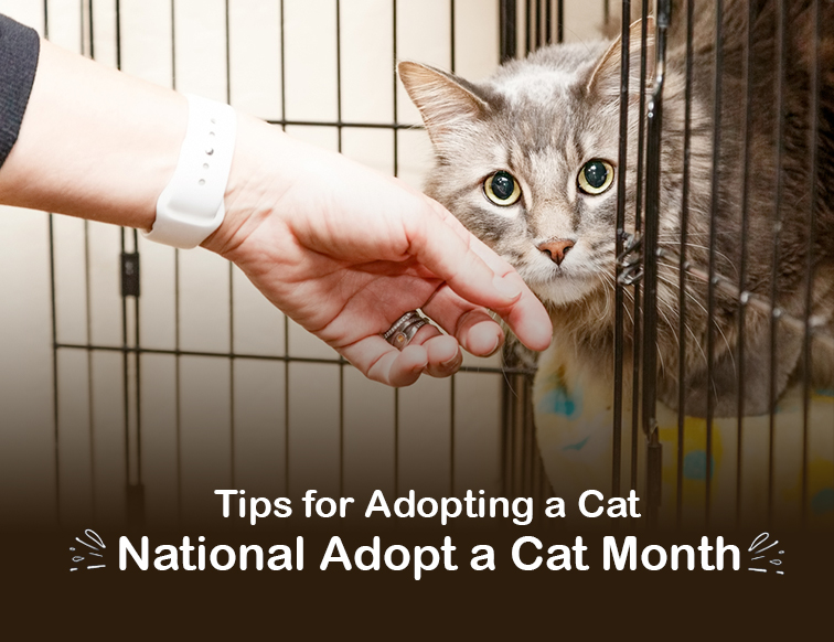National-Adopt-A-Cat-Month_Tips