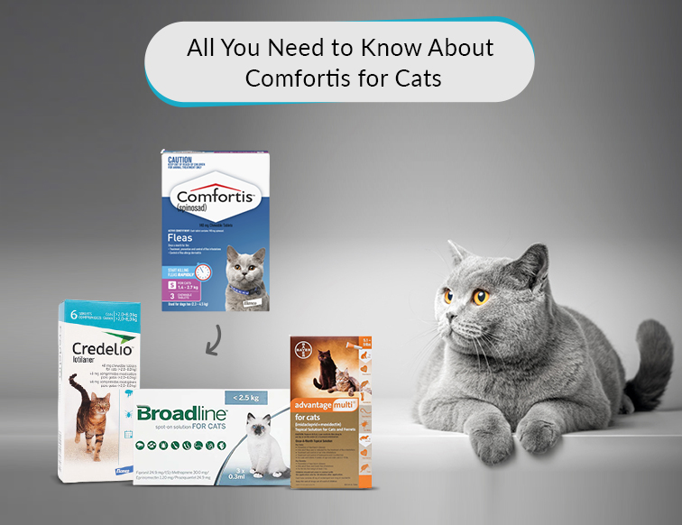 All You Need To Know About Comfortis For Cats