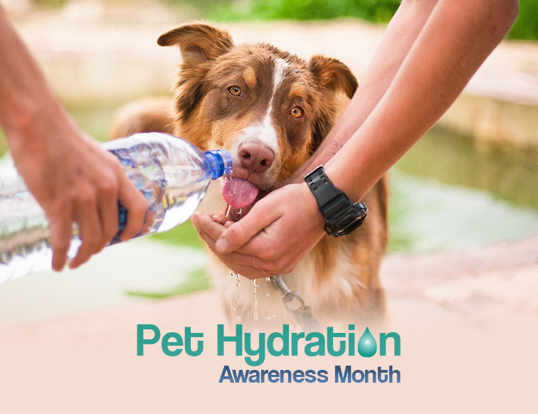 July: Pet Hydration Awareness Month