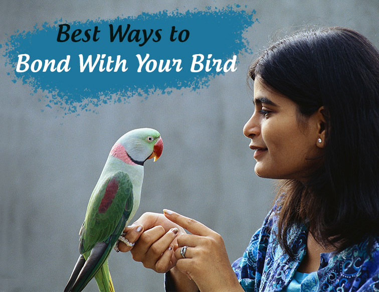 Best Ways to Bond With Your Bird