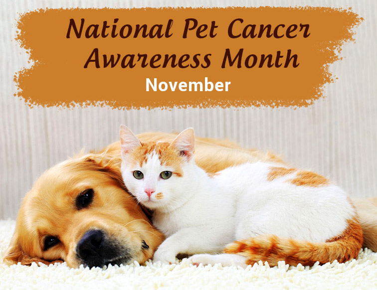National Pet Cancer Awareness Month-  November