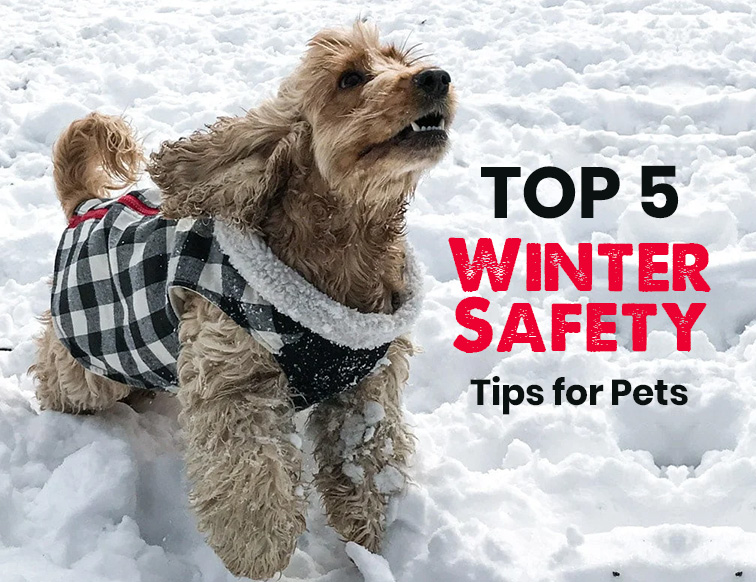 Top 5 Winter Safety Tips for Pets