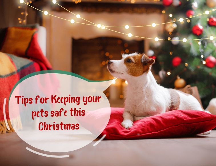 Tips for keeping your pets safe this Christmas