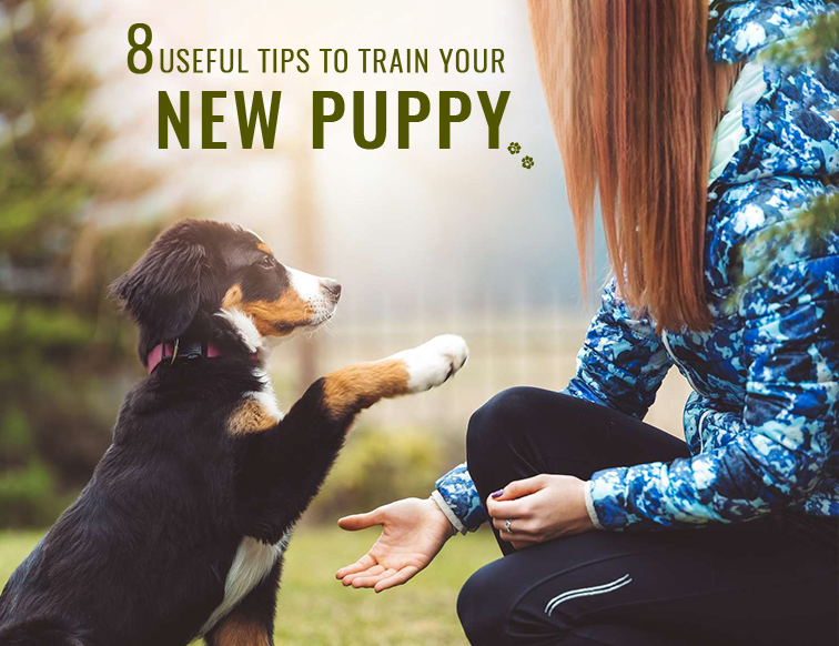 8 Useful Tips to Train Your New Puppy