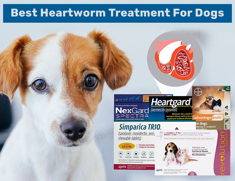 5 Best Heartworm Treatment For Dogs