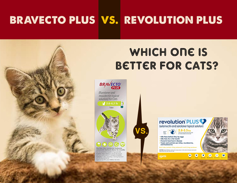 Bravecto Plus vs. Revolution Plus: Which One is Better for Cats?