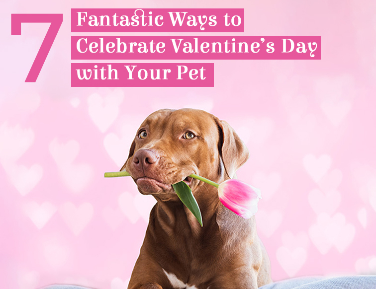 7 Fantastic Ways to Celebrate Valentine’s Day with Your Pet