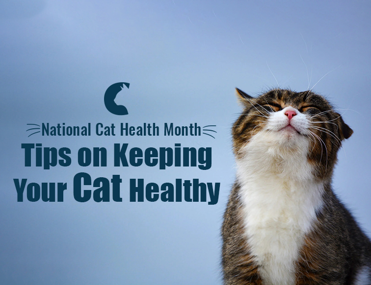 National Cat Health Month: Tips on Keeping Your Cat Healthy