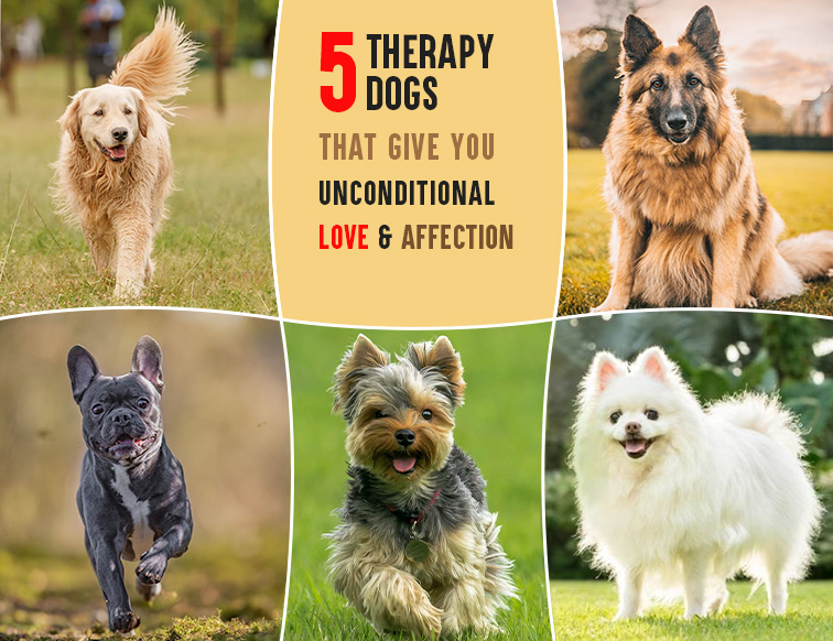 Therapy Dogs That Give You Unconditional Love and Affection