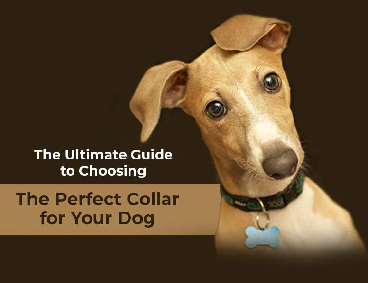 Choosing the Perfect Collar for Your Dog