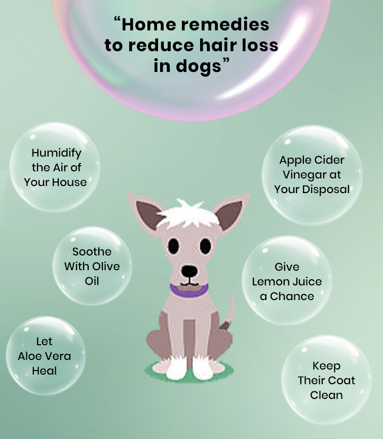 Home Remedies for Dog Hair Loss