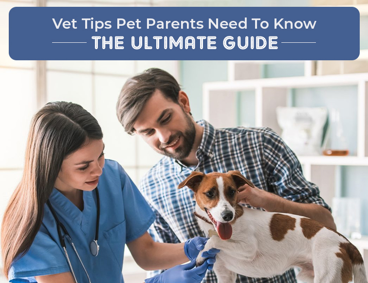 Vet Tips Pet Parents Need To Know