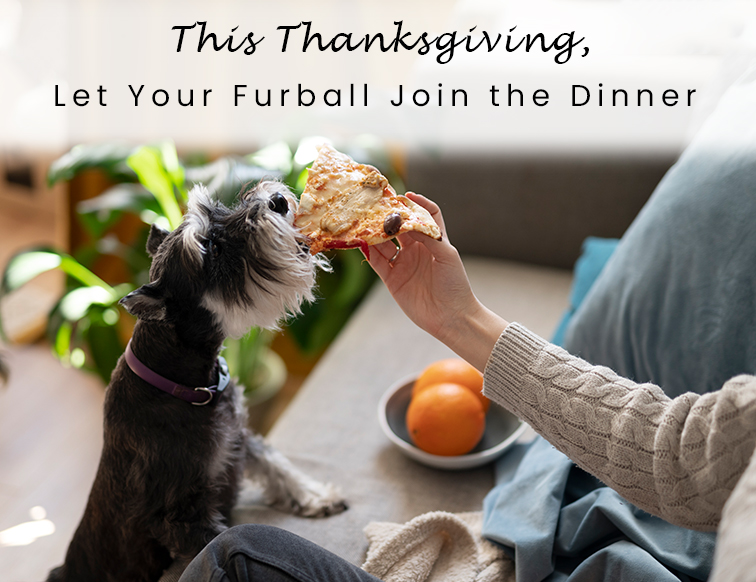 Thanksgiving Day with your pet