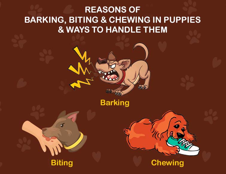 Dog Biting, Barking, Chewing