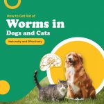 Worms
