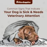 Dog Care