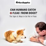 Can Humans Catch Fleas from Dogs? The Signs & Ways to Get Rid of Fleas Dog Care