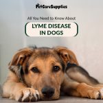 All You Need to Know About Lyme Disease in Dogs Flea and Tick