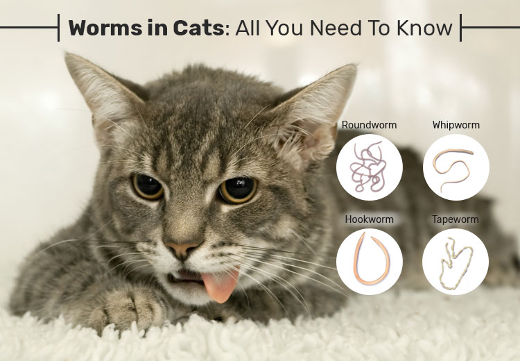 PCS Worms in Cats 1