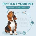 Flea and Tick