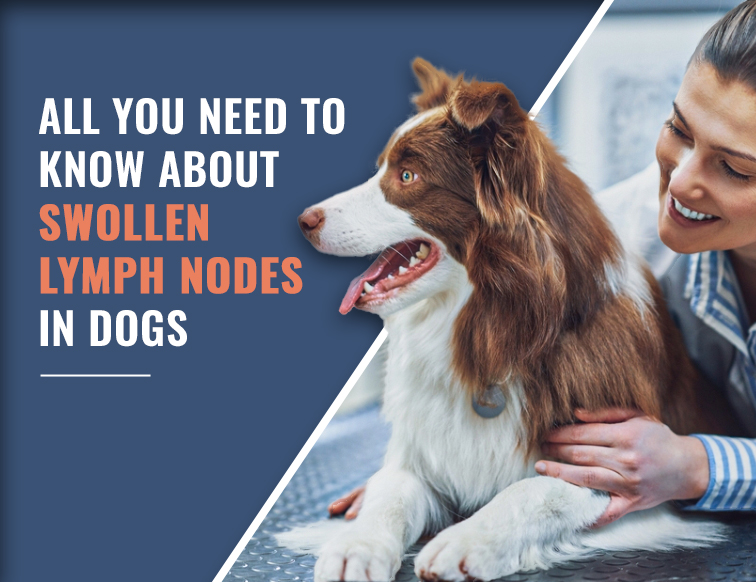 Lymph Nodes in Dogs