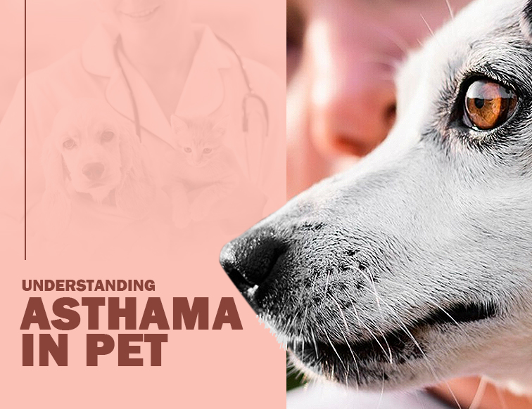 Asthma In Pets