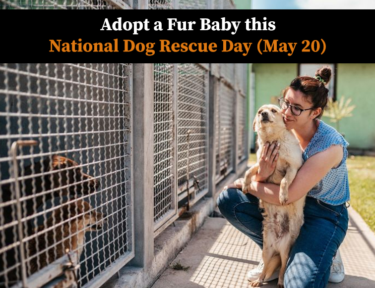 National Dog Rescue Day