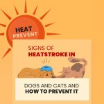 Signs of Heatstroke in Dogs and Cats and How to Prevent It Cat Care